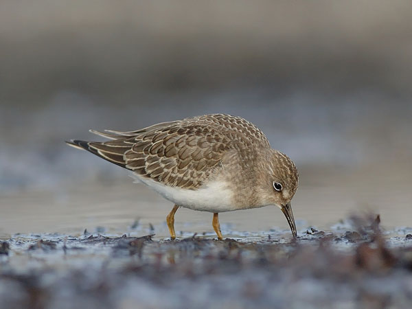 Lapinsirri, Temminck's Stint, Calidris temminckii
